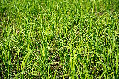 《微软飞行模拟》中文更新延期 具体时间待定