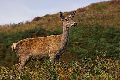 《神秘海域：盗贼遗产合集》对比视频 高帧率畅享丝滑